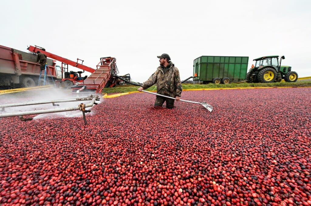 Photo: Man standing in cranberry bog