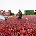 Photo: Man standing in cranberry bog