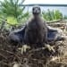 This young eagle marks “nesting success” in Voyageurs National Park.

