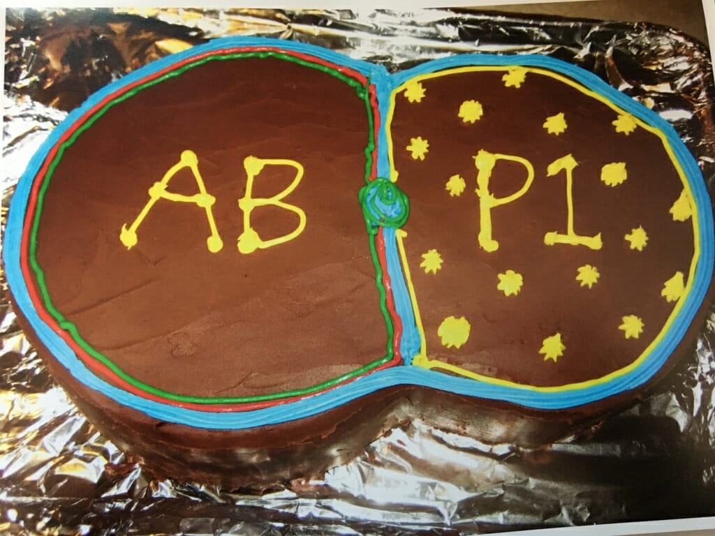 Photo: Cake demonstrating worm cell division