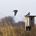 A tree swallow flies to meet another swallow on a bluebird box at Goose Pond Sanctuary.
