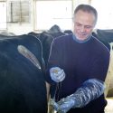 Michel Wattiaux examines the contents of a cow's stomach.