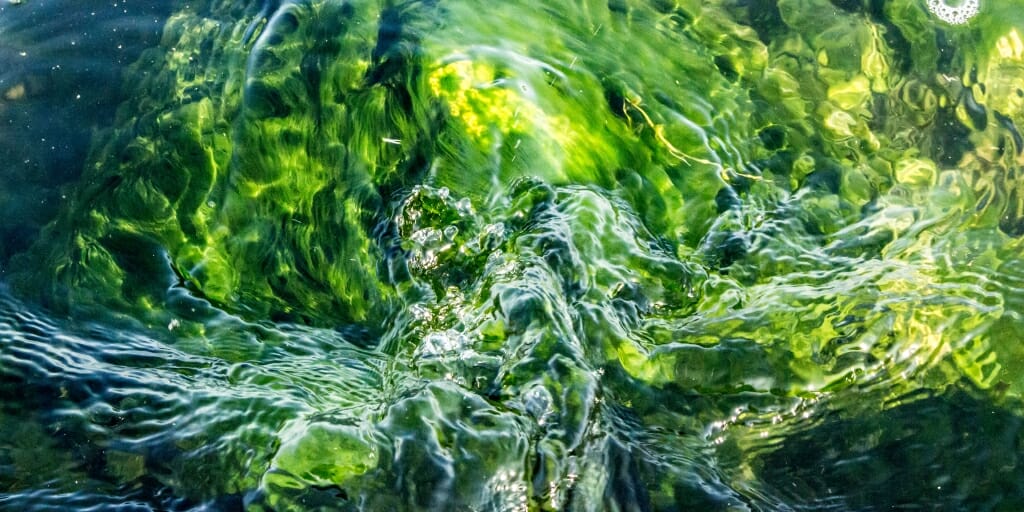 Photo: Algae on lake