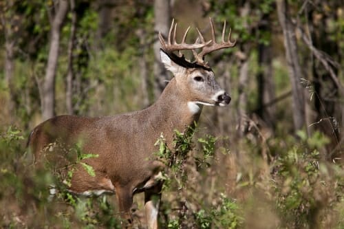 Photo: White-tailed deer in a forest
