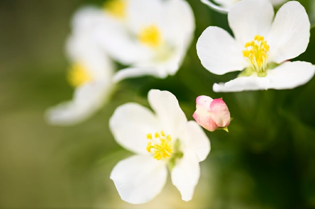 Photo: Closeup of crabapple tree flowers