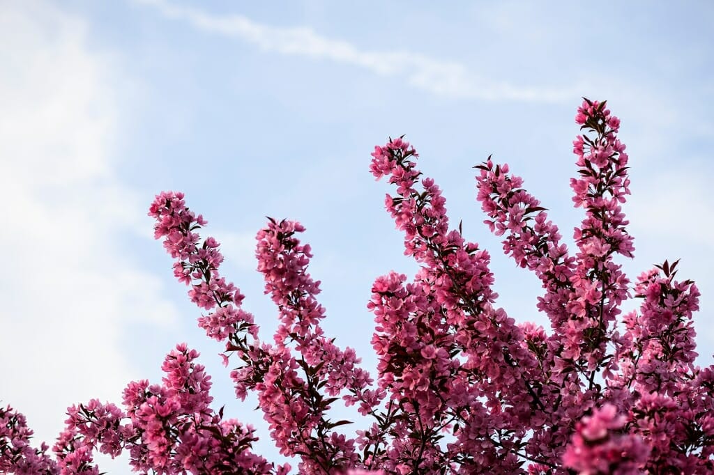 Photo: Closeup of blossoms on tree branches reaching toward sky