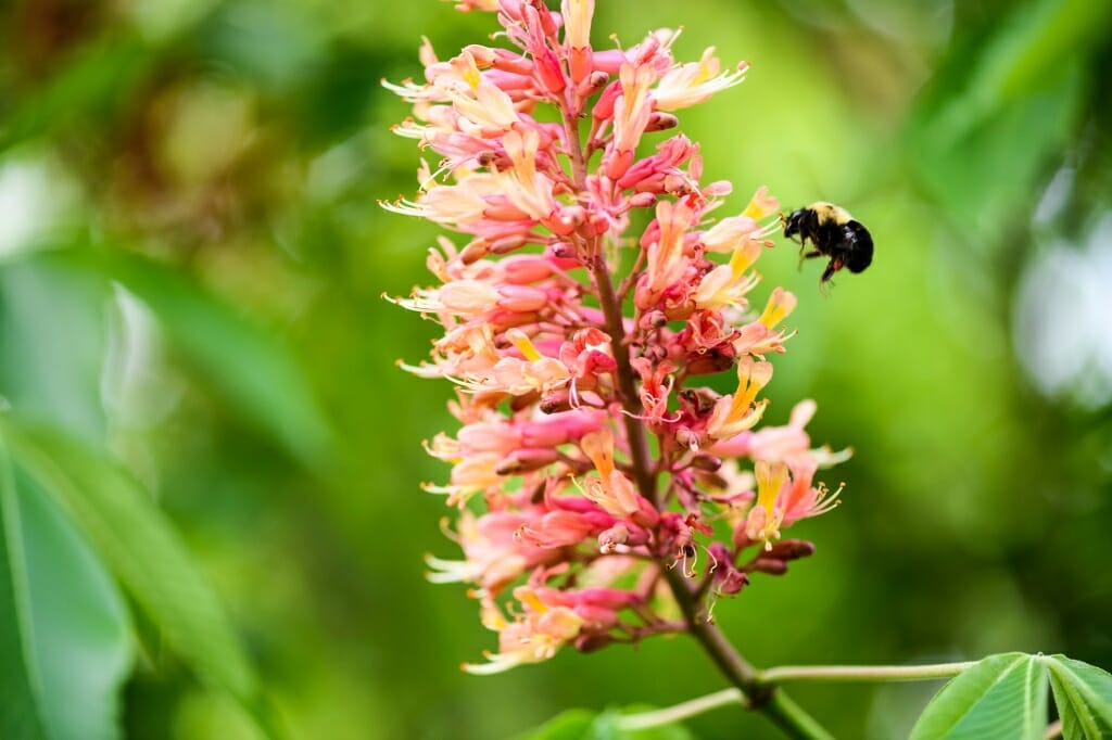 Photo: Bumblebee hovering near tree blossoms