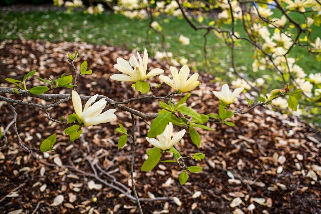 Photo: Branch of a magnolia tree