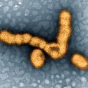 This digitally colorized transmission electron microscopic (TEM) image depicts a small grouping of H1N1 influenza virus particles. 