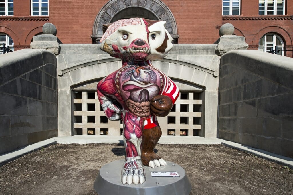 Photo of Visible Bucky, a statue which shows the right half of Bucky in his traditional red and white garb and the left half as his internal anatomy.