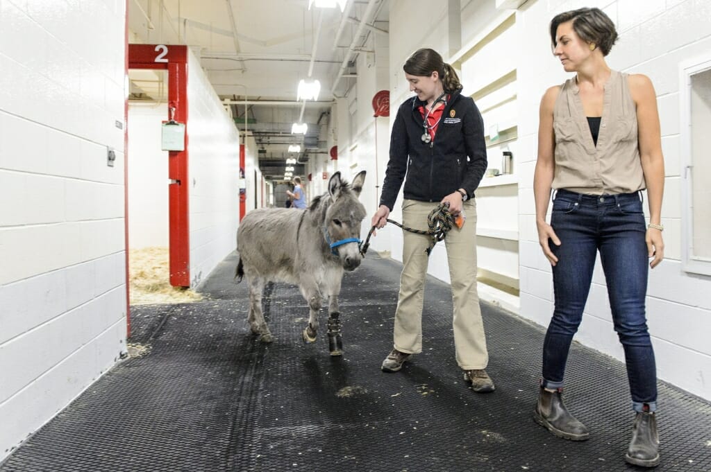 Kelly Shaw,  left, resident in the Large Animal Surgery Department, and Samantha Morello,  clinical associate professor in the Large Animal Surgery Department, walk Ferguson, a miniature donkey with his new artificial leg. Morello performed amputation surgery and was assisted by Shaw, and both managed his aftercare. 