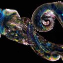 Photo: Microscopic image of tiny snail
