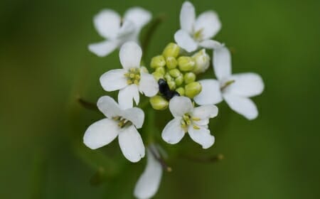 Photo: Closeup of Arabidopsis with white flowers
