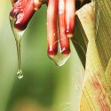 Photo: Dripping gel on corn plant