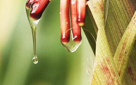 Photo: Dripping gel on corn plant