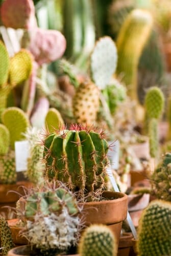 Photo: Closeup of potted cactus