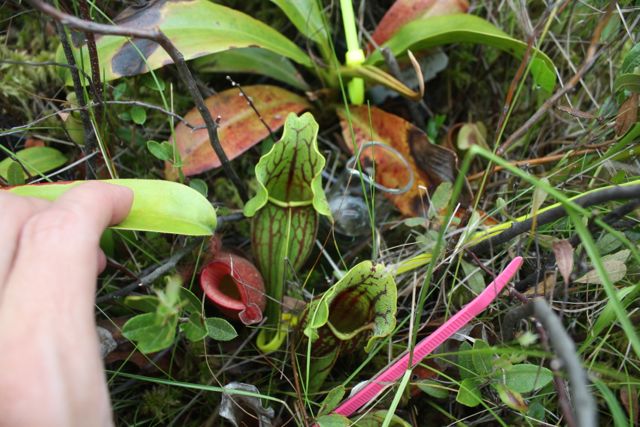 Pitcher Plants