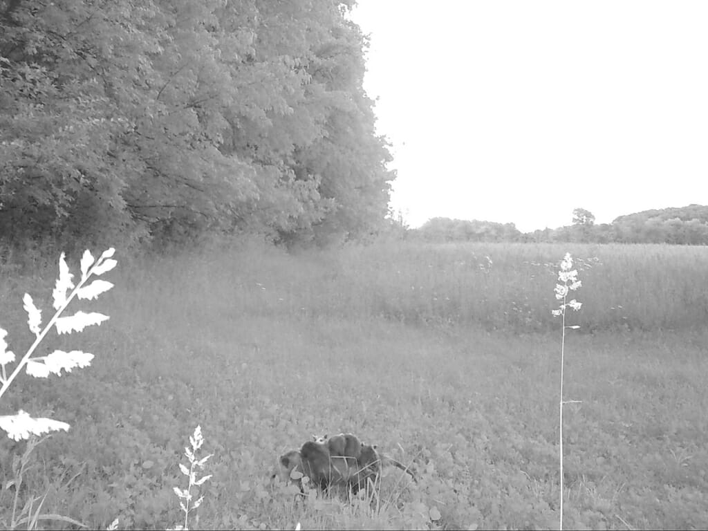 Sandhill cranes photographed by MJS staff, Wisconsin residents and trail  cams