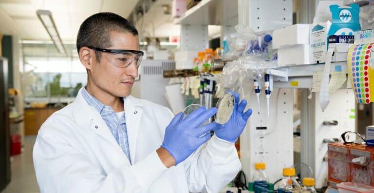 Photo: Sato wearing safety glasses, lab coat and rubber gloves, looking at yeast in a petri dish