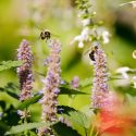 Bumble bees feed on flowering anise hyssop plants near Bascom Hall.