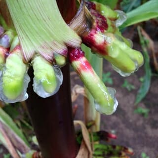 Photo: Corn plant secreting gel