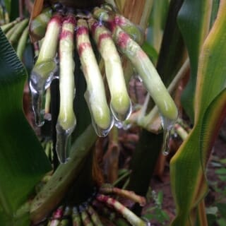 Photo: Corn plant secreting gel