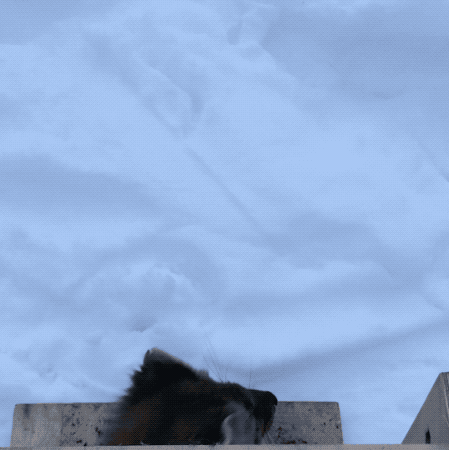 GIF: marten emerging from box and running away