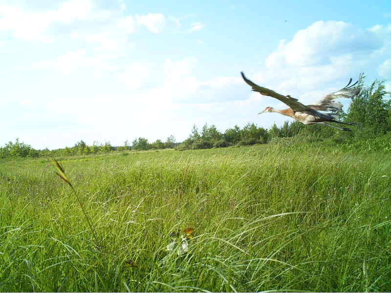 Sandhill cranes photographed by MJS staff, Wisconsin residents and trail  cams