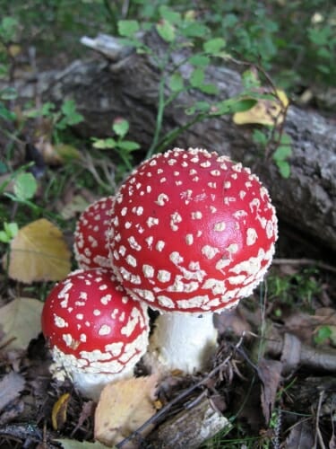 Photo of mushrooms with a red speckled cap.