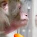 Photo: Monkey looking at its reflection in glass