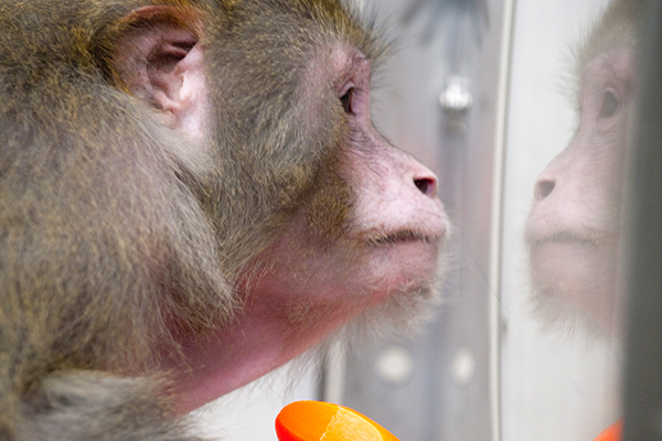 A Starring Role For Nonhuman Primates In The Stem Cell Story