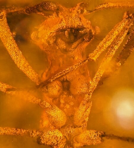 An ant preserved in amber.