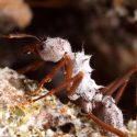 A fungus-farming ant is covered in white symbiotic bacteria, which the ant relies on to produce antibiotics to protect its garden from a parasitic fungus.