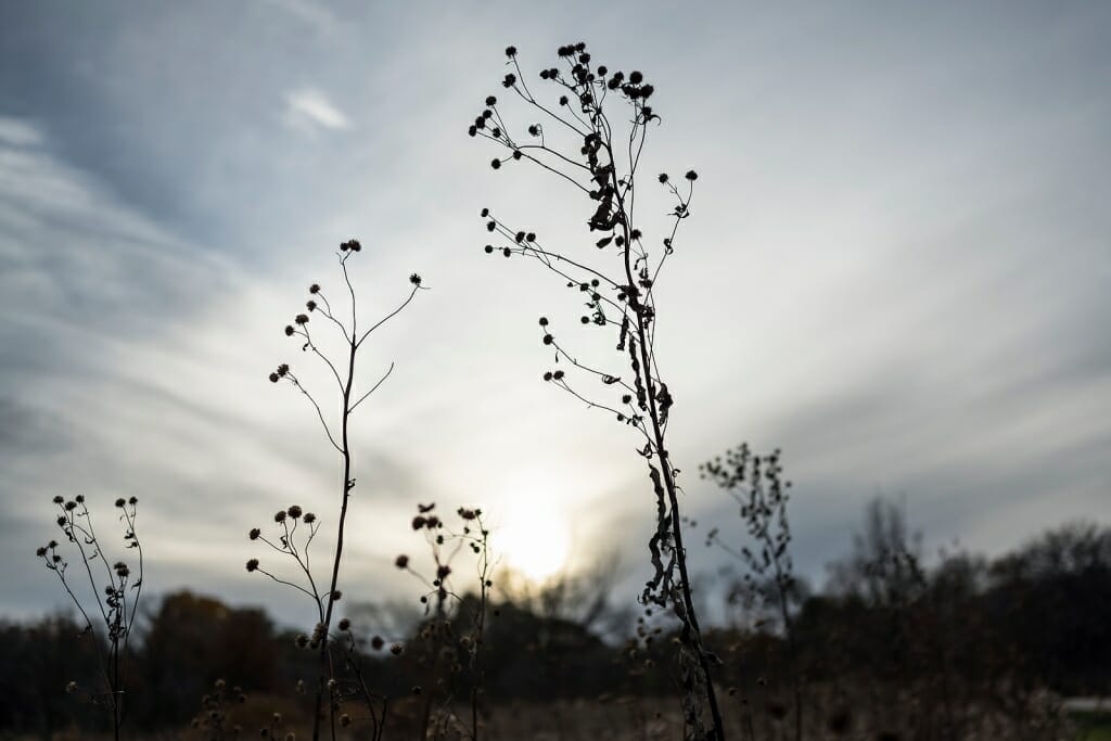 Photo of a saw-tooth sunflower plant standing in silhouette as the sun sets.