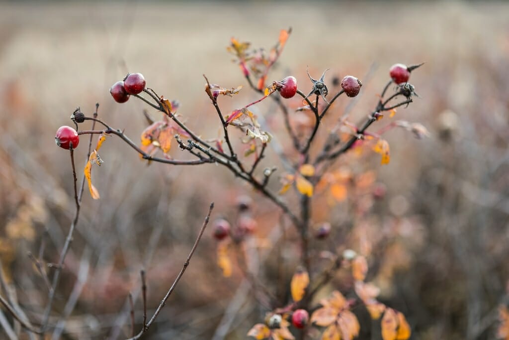 Photo of rose hips on a rose plant.