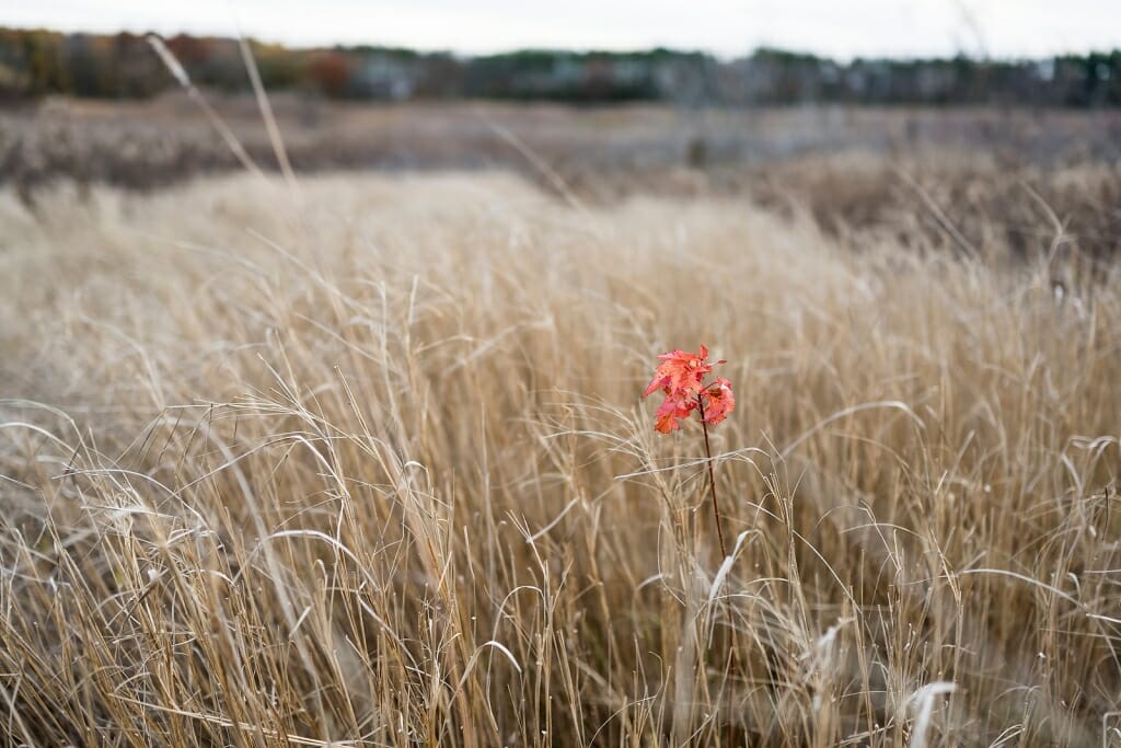Photo of a scarlet Amur maple sapling amid dull brown prairie grass.