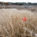 Photo of a scarlet Amur maple sapling amid dull brown prairie grass.