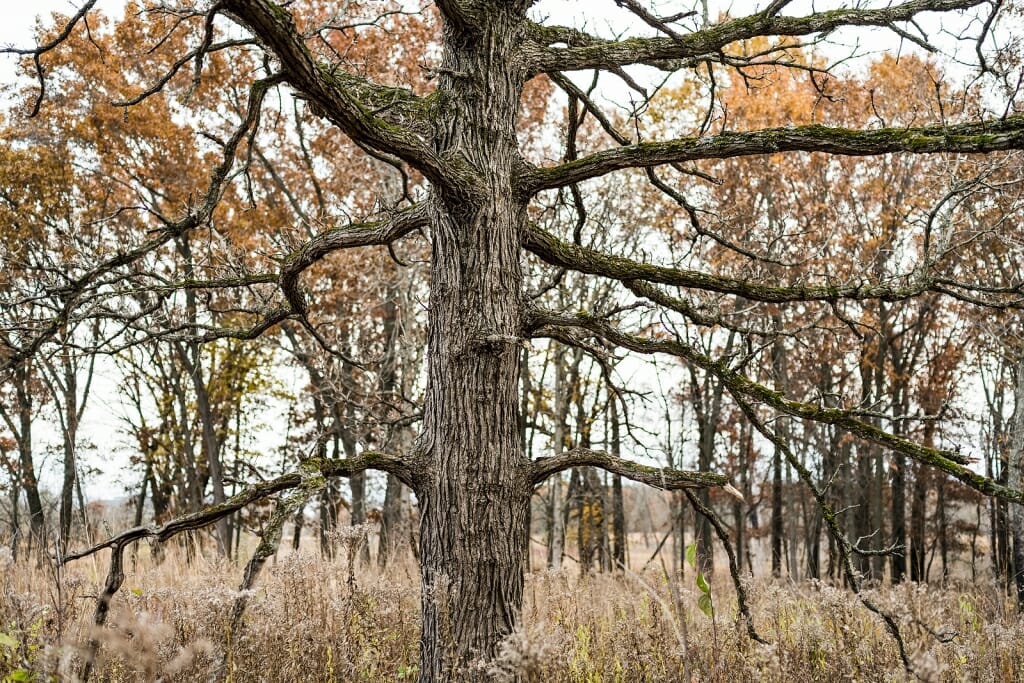 Photo of oak trees lining the edge of the prairie.