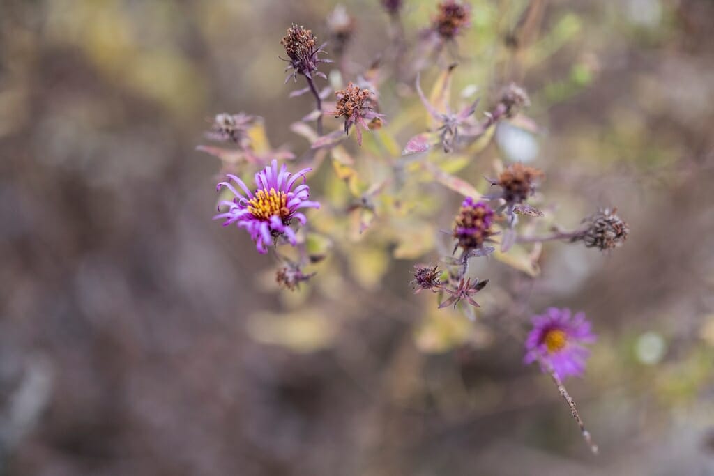 Photo of purple aster blossoms.
