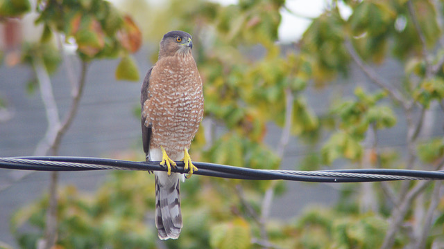 Photo: A Cooper's hawk perched on a wire
