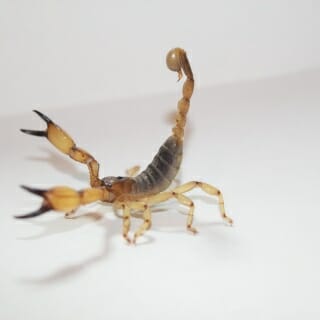 California swollenstinger scorpion from Baja California, Mexico.