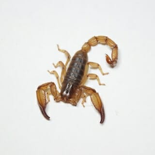 Photo: The scorpion Diplocentrus tehuacanus