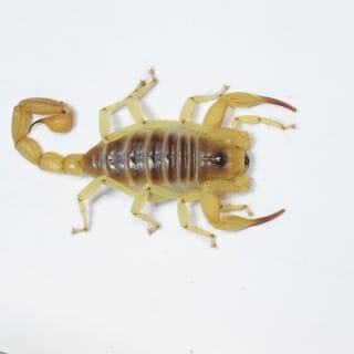 Photo: The scorpion Hadrurus concolorous