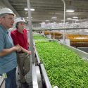 These green beans have passed the first processing at the Del Monte cannery in Cambria. Geoff Siemering (left) and facility manager Al Bodden watch the fast-moving belt coming from semi trucks just outside.