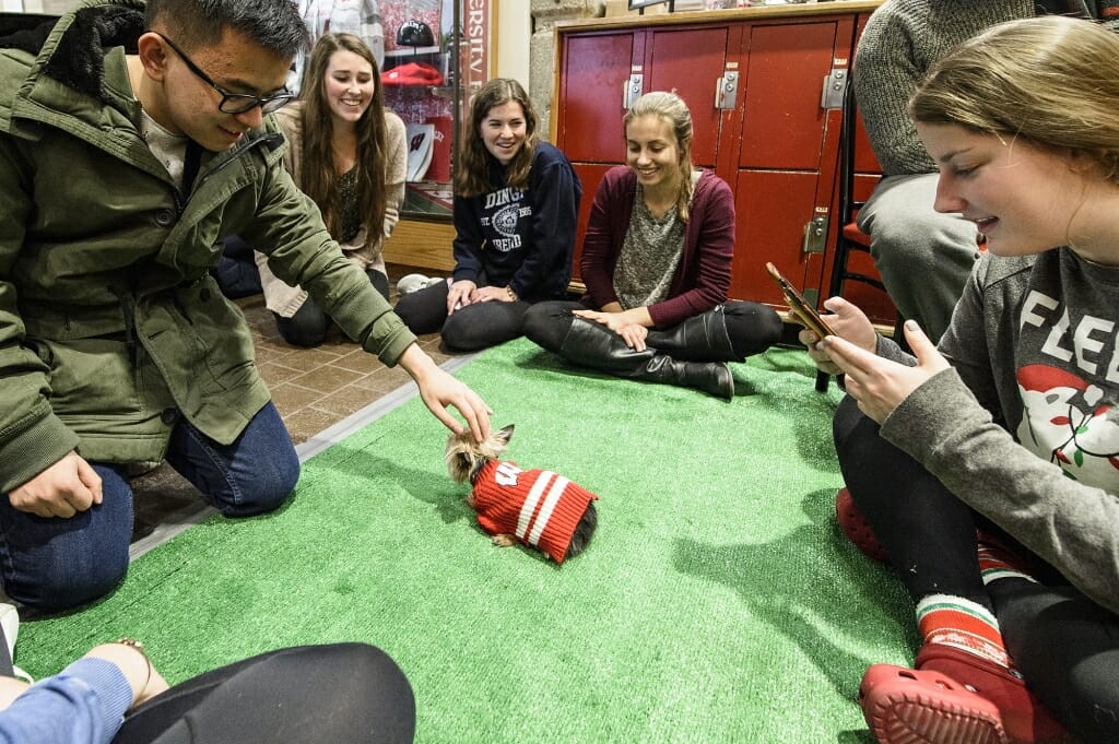 Nugget, a Yorkie, wears the school colors as he's petted by students taking part in the de-stress session.