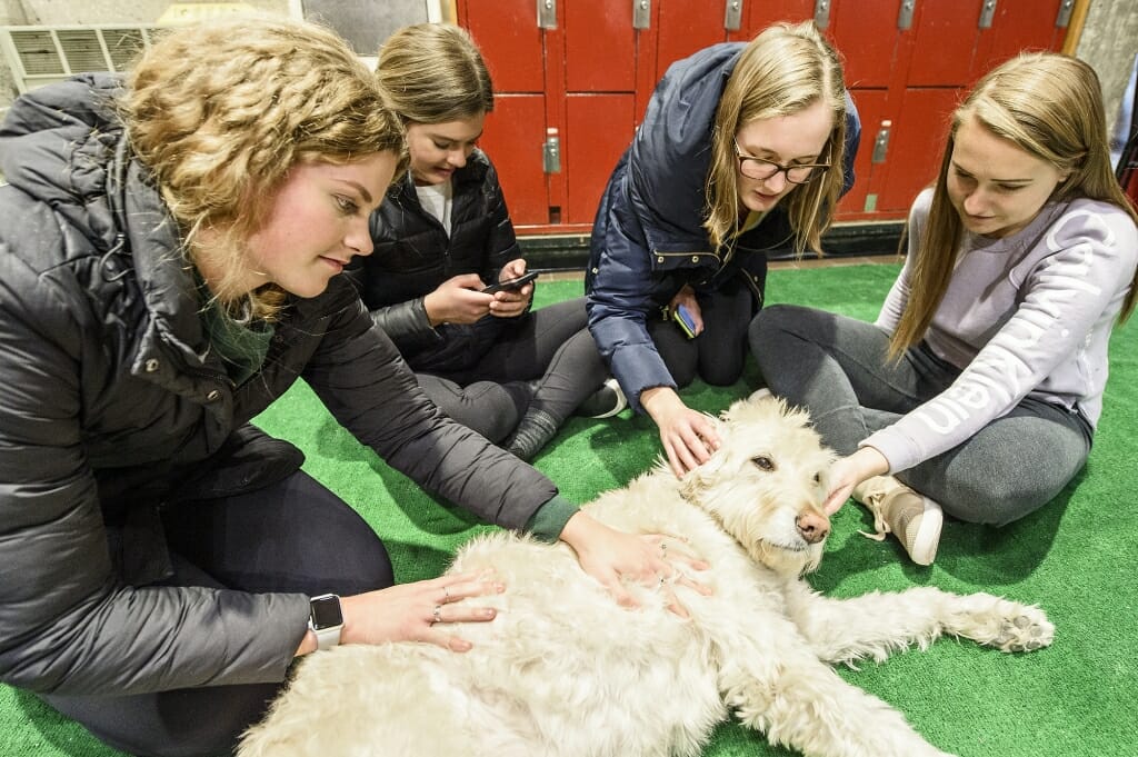 Charlie, a goldendoodle, is petted by students taking part in a Paws and Relax de-stress session hosted by the University Bookstore on Dec. 13.