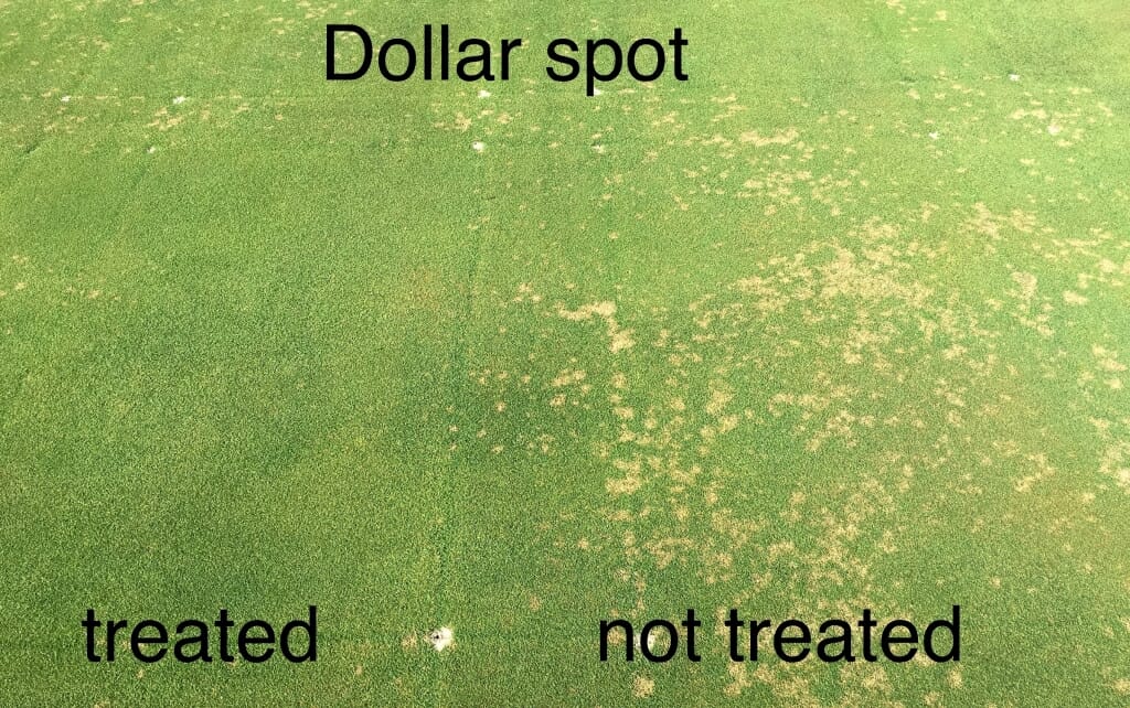 Photo of some greenery, wilted in spots on the right marked "not treated" and lush on the left marked "treated."