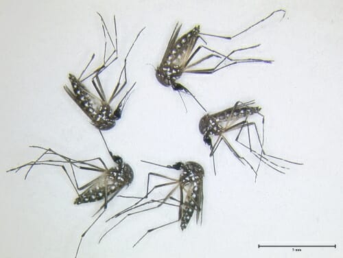 Photo of five dead mosquitoes.