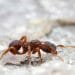 Photo: An ant crawls.