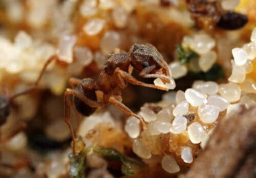 Photo: An ant picks up a particle.